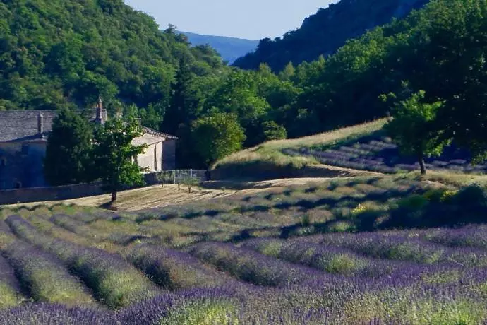 lavender field background image